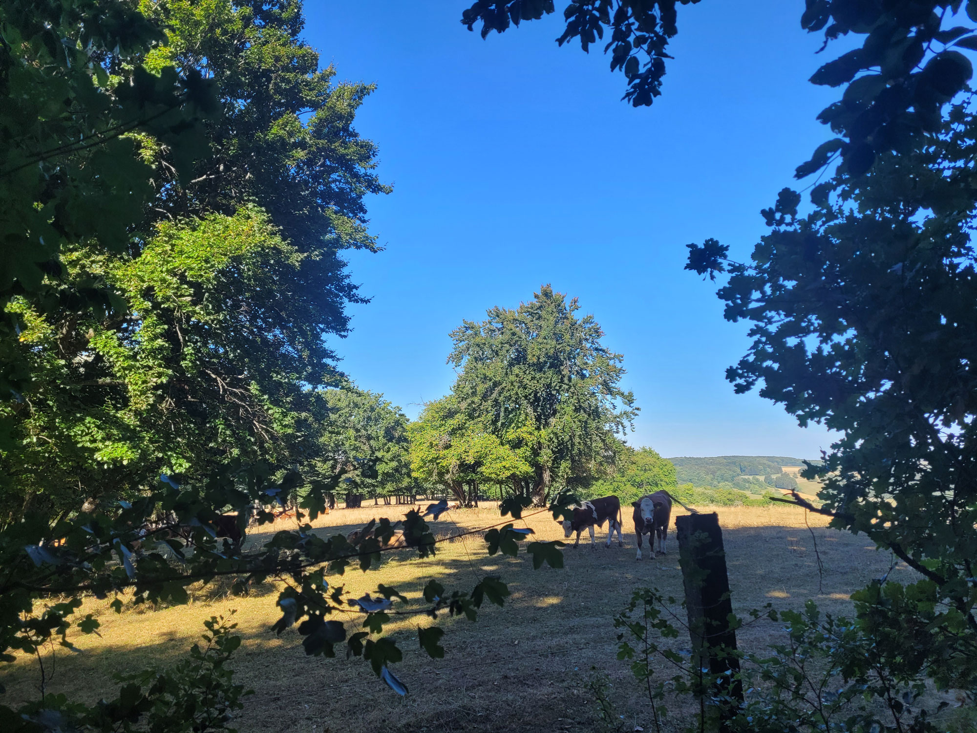 Kuh und Kalb verbringen den Sommer gemeinsam auf Kräuterwiesen © Gemeinde Sonnenbühl