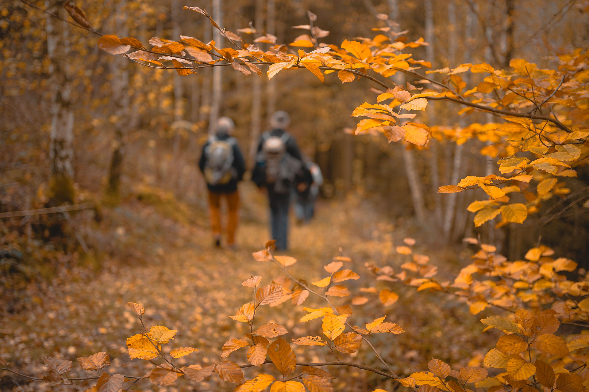 Die leuchtende Herbststimmung in der Natur genießen © Pixabay, M. Stockman