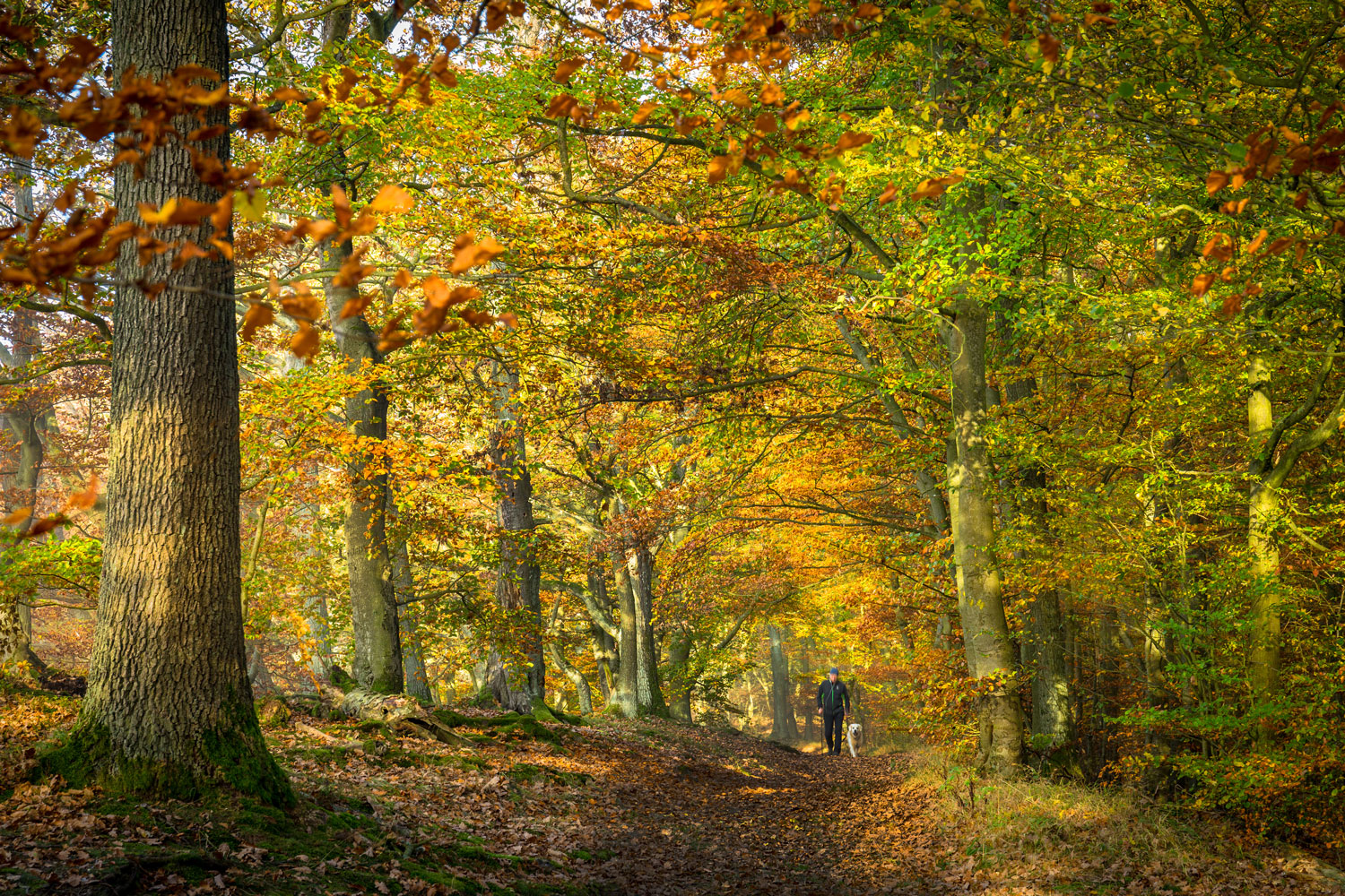 Prachtvolle Herbststimmung begleitet die Wanderwege in der Qualitätswanderregion Edersee © Heinrich Kowalski