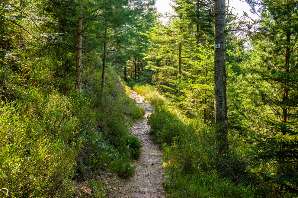 Wellness für die Seele  – auf wunderschönen Pfaden im Schwarzwald ©  Tourismus GmbH Nördlicher Schwarzwald, Alex Kijak