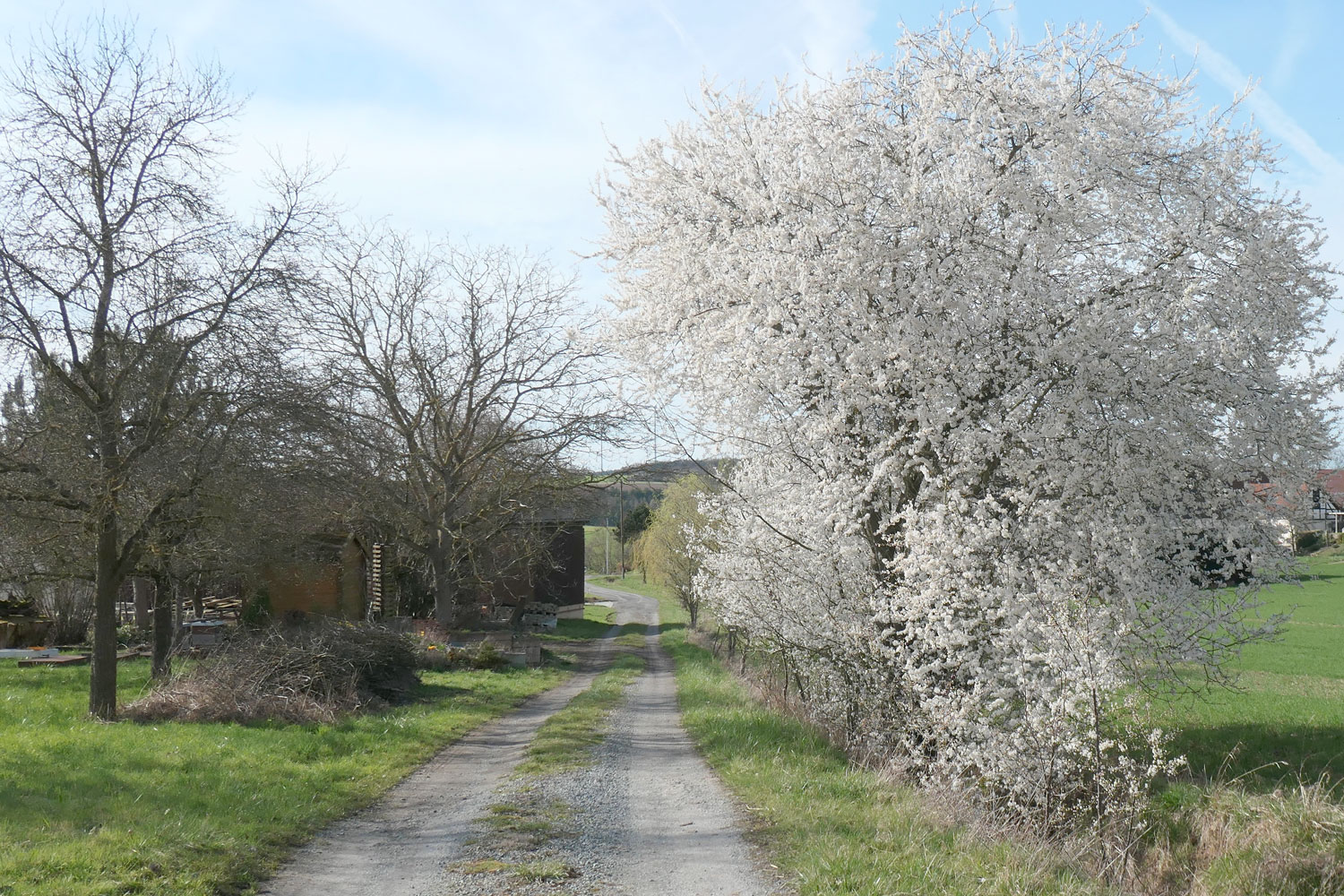 Erste zarte Blüten im Taubertal © Konrad Lechner