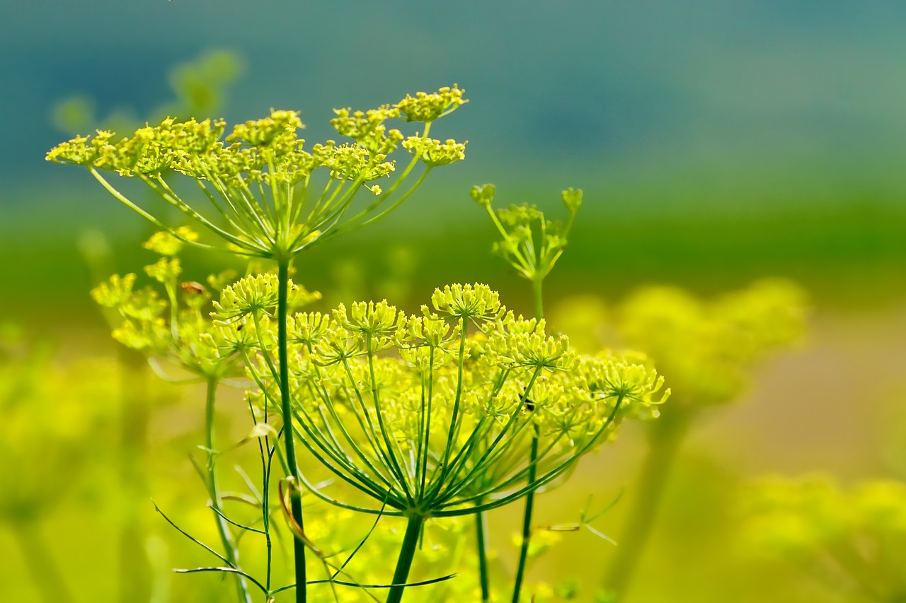 Wilde Kräuter am Wegesrand, hier die Blüten vom Fenchel © pixabay