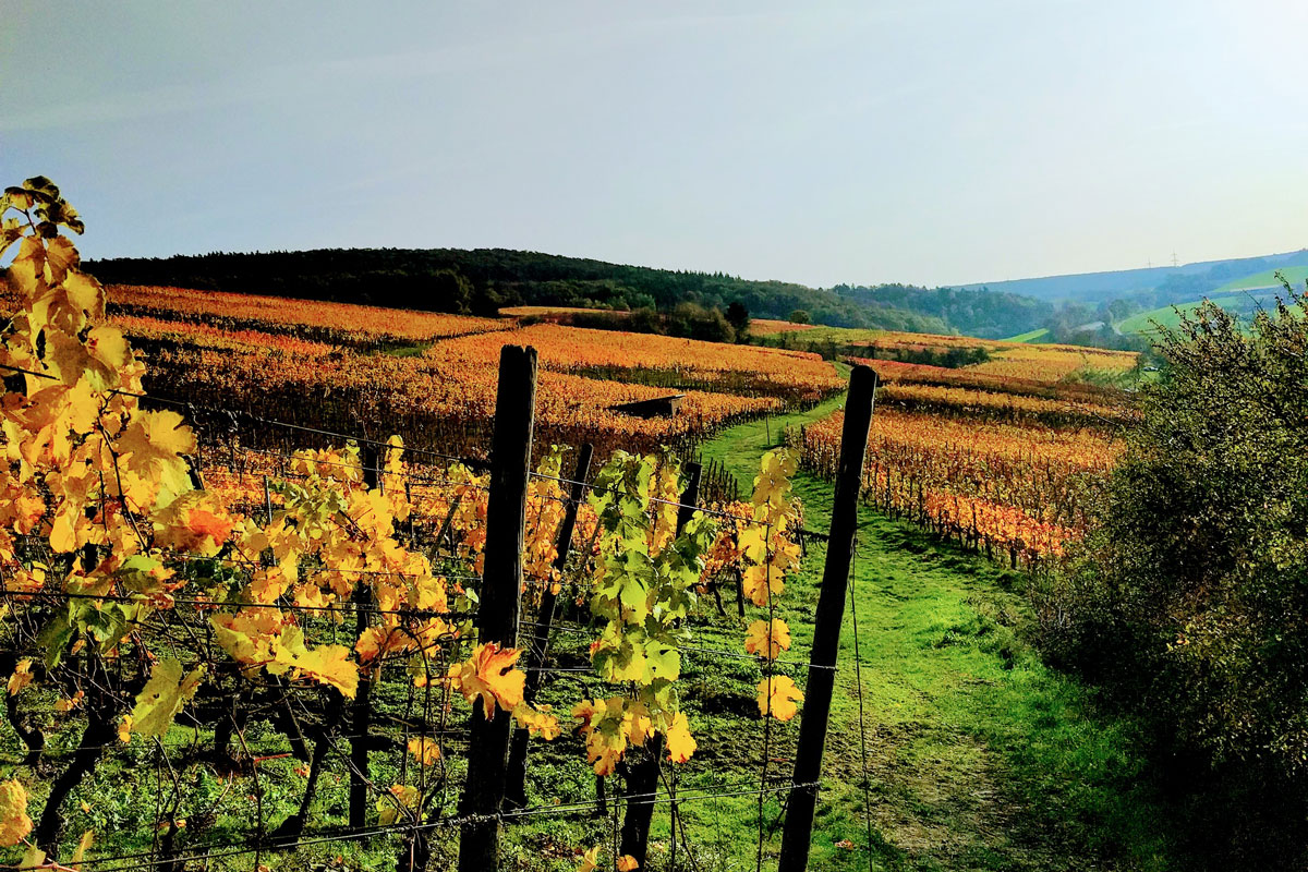 Besonders im Herbst taucht man auf Wanderschaft in den Weinregionen in ein farbenfrohes Bild ein © Wandermagazin