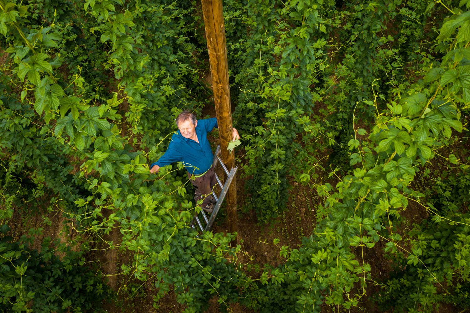 Hopfenbauer Merkl bei der Arbeit © Frank Boxler