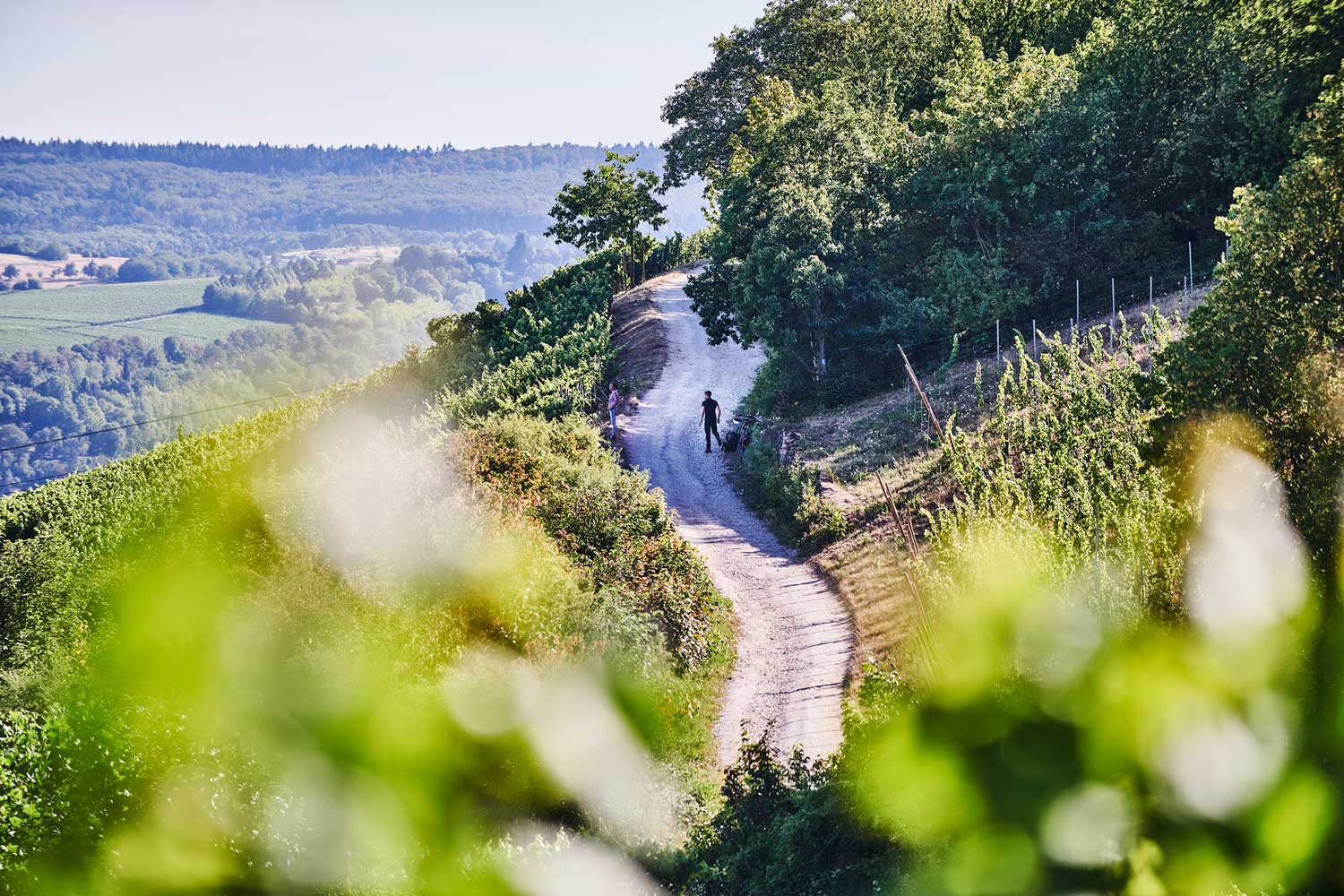 © Hessen Tourismus Rheingau