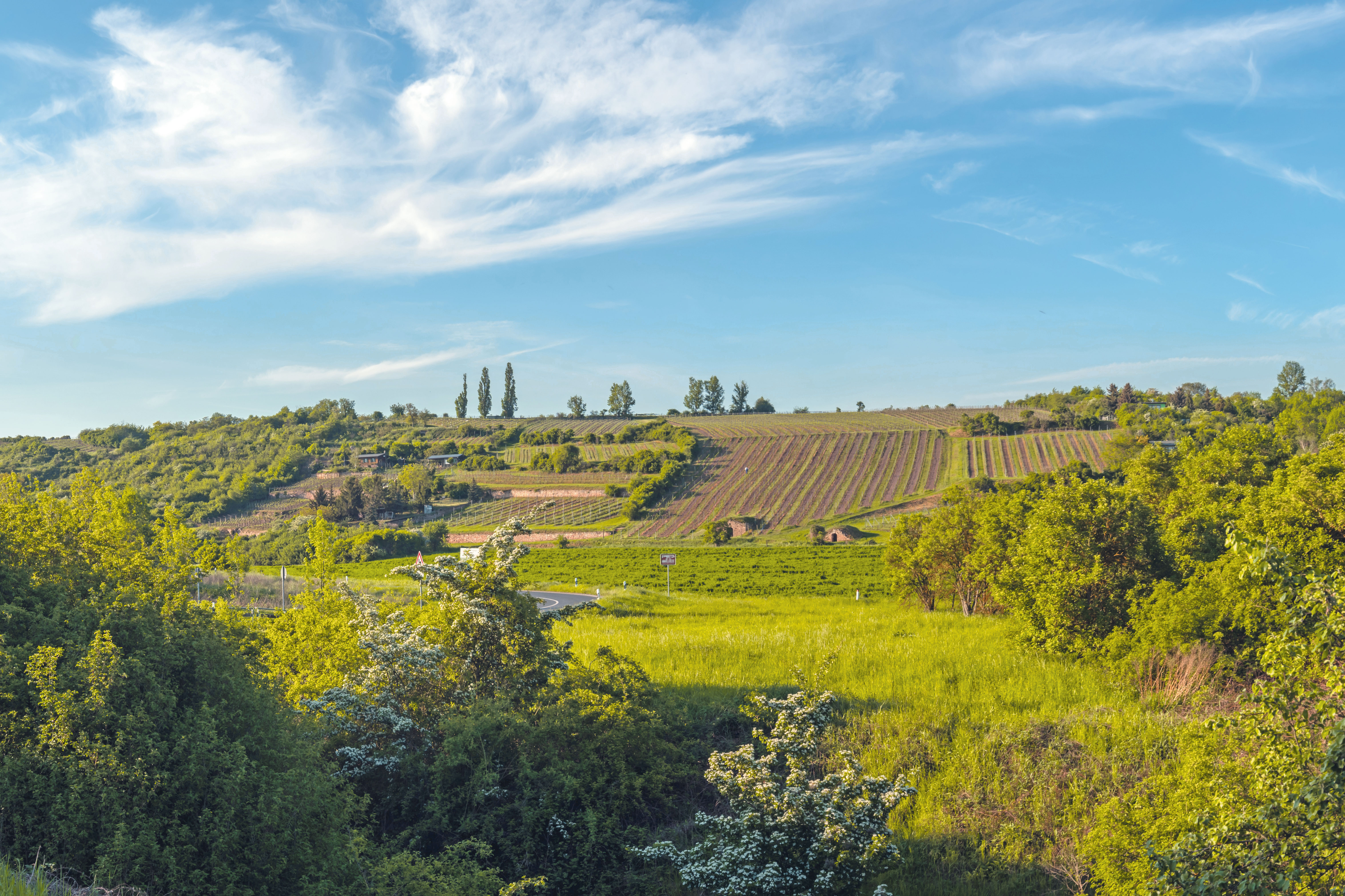 Blick auf die Weinberge in Höhnstedt, wo u. a. der Rundweg Höhnstedter Kreisberg mit schönster Weinsicht wartet. © IMG Sachsen-Anhalt mbH
