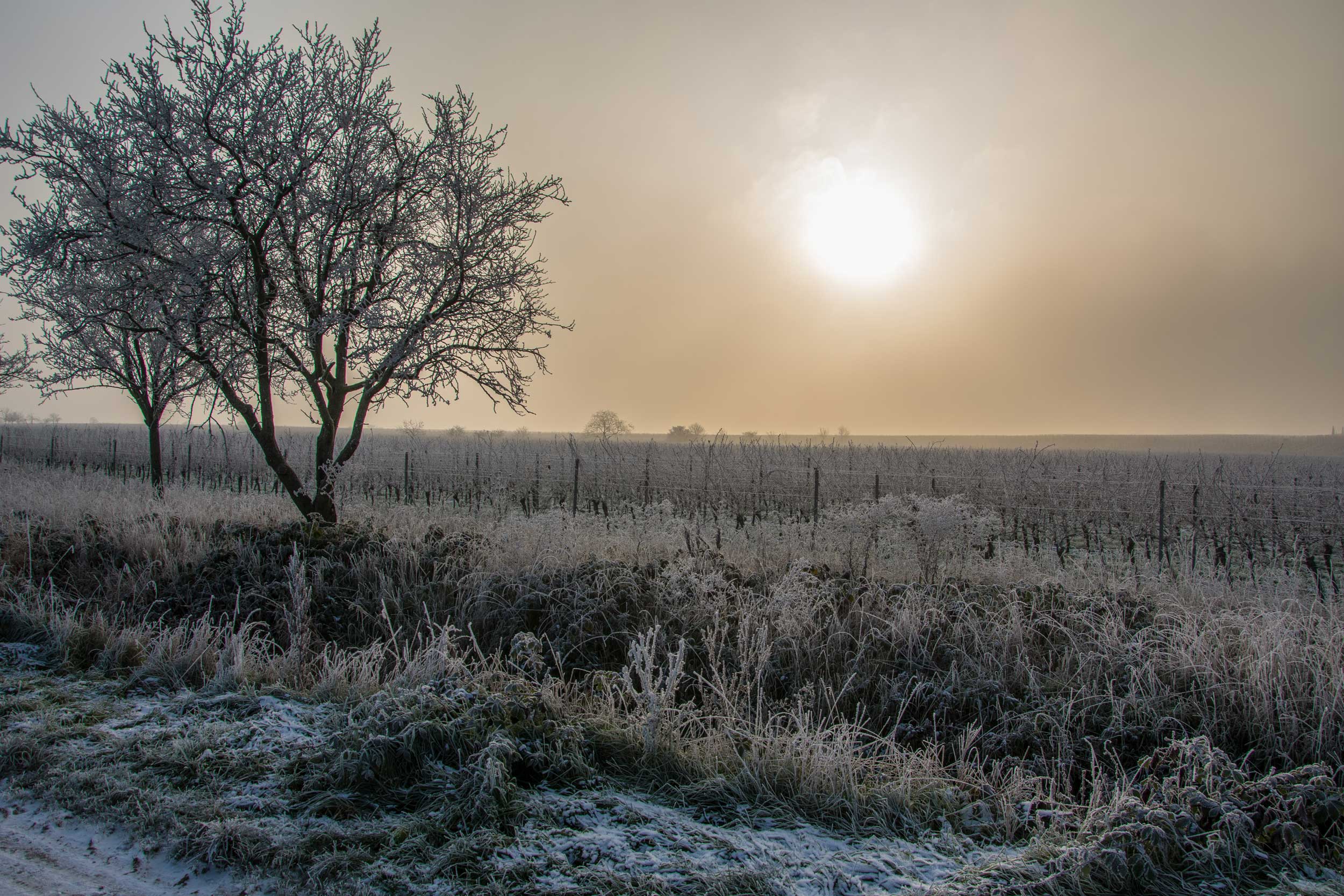 Weinberge mit Raureif bedeckt © Fleckser
