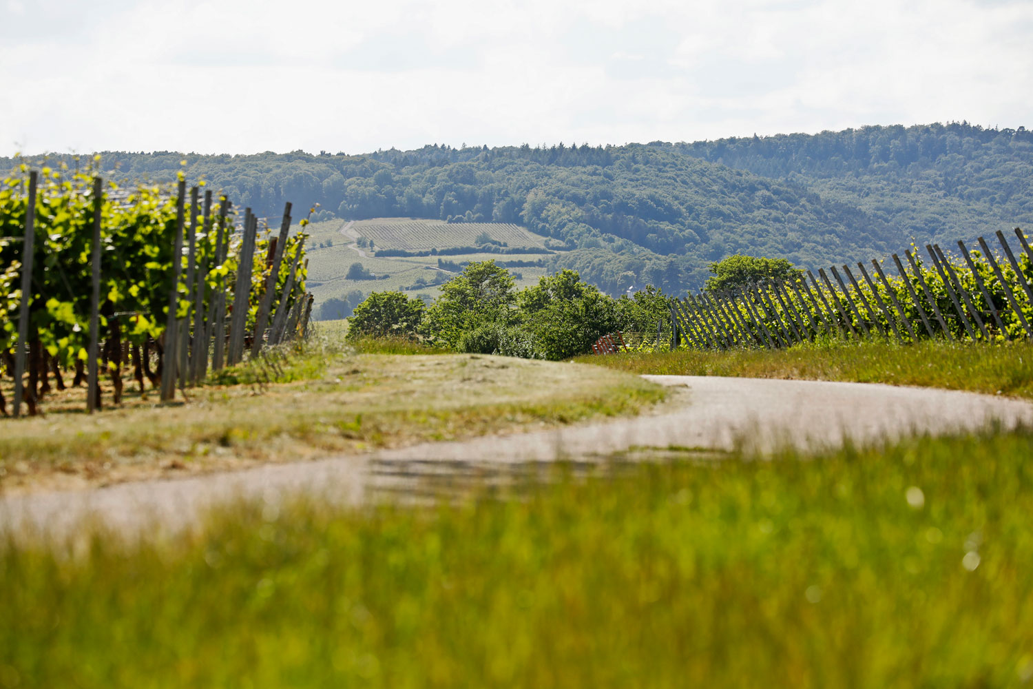 Das Südpfälzer Weinidyll badet in reichlich Sonne © Melanie Hubach