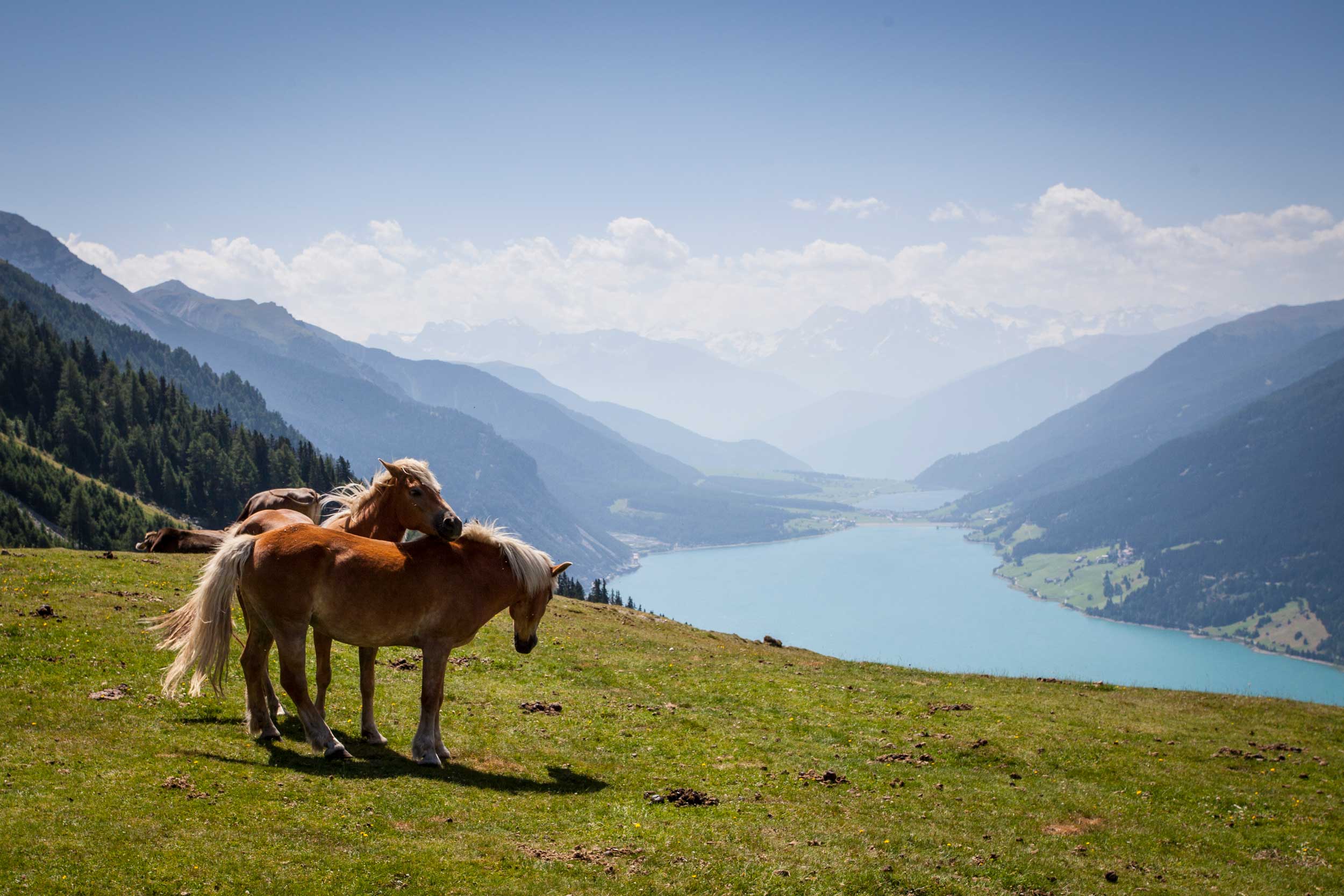 Tierische Begegnungen auf der Hochebene Plamort © TVB Tiroler Oberland Nauders, Daniel-Zangerl