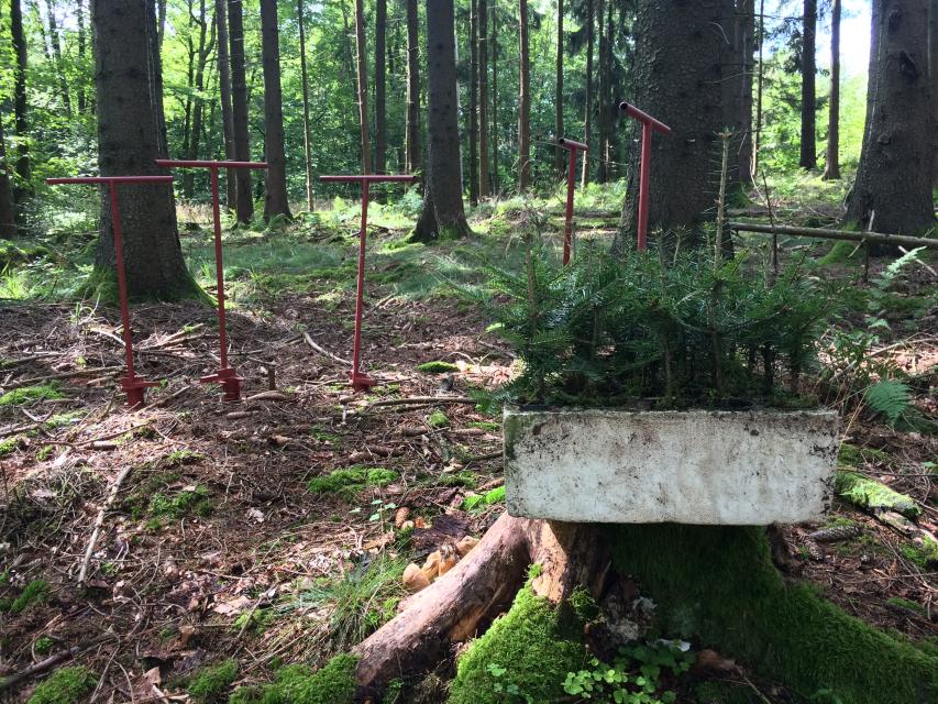 Wald-Wander-Erlebnis Frankenwald