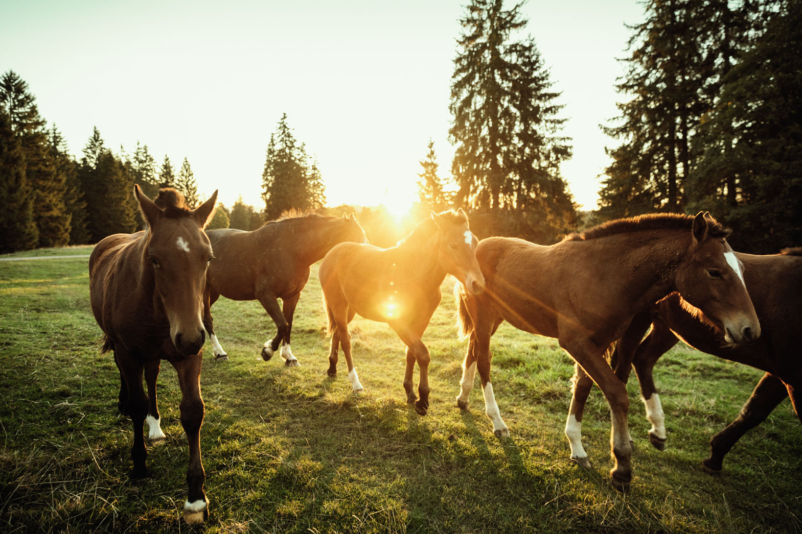 Mehrere braune Pferde im goldenen Sonnenlicht gehen an der Kamera vorbei 