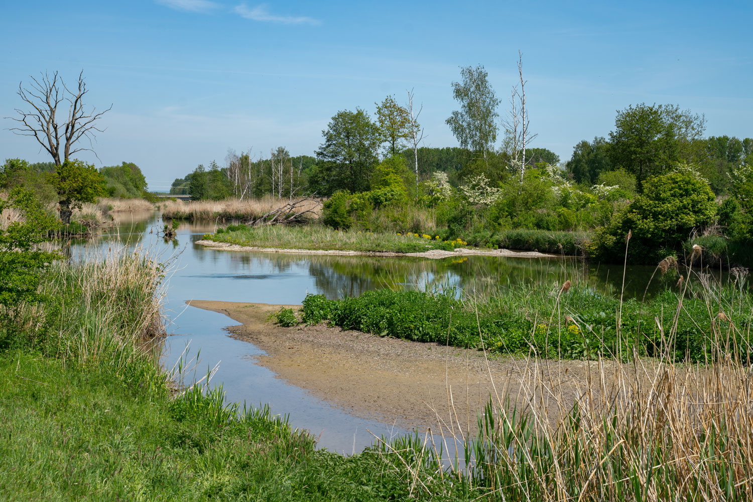 Naturbelassenes Schwemmgebiet im Donauwald