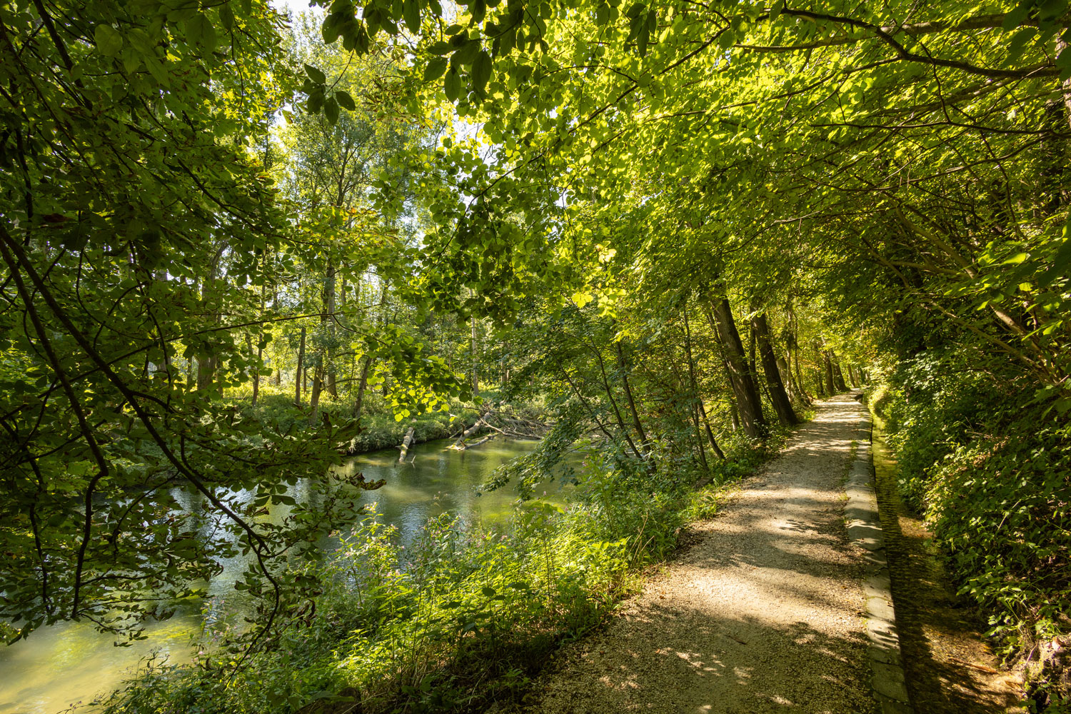 schmaler, flacher Wanderweg im Donauwald