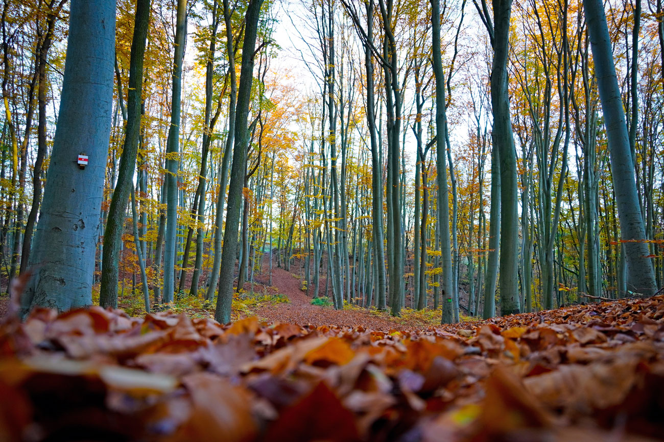 Herbstlicher Waldboden, Froschperspektive auf dem Weg