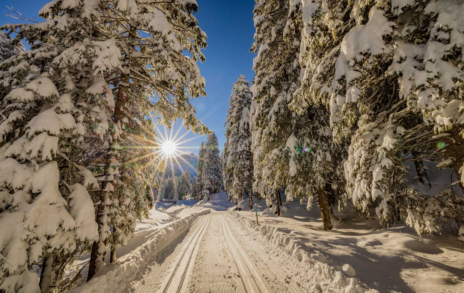 Eine Loipe durch einen verschneiten Wald 