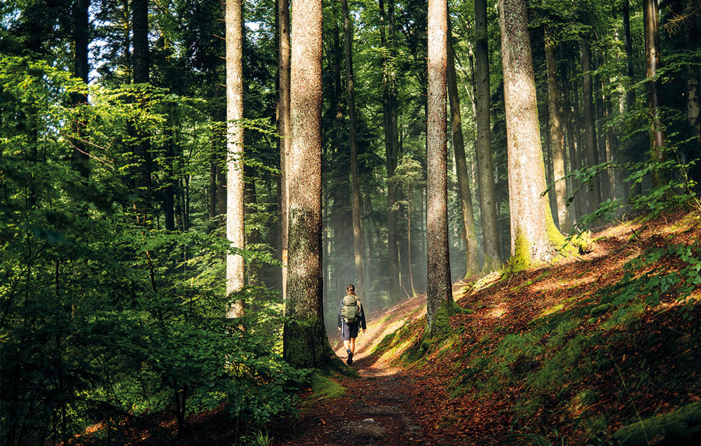 Wandernde Person auf Pfad durch Wald