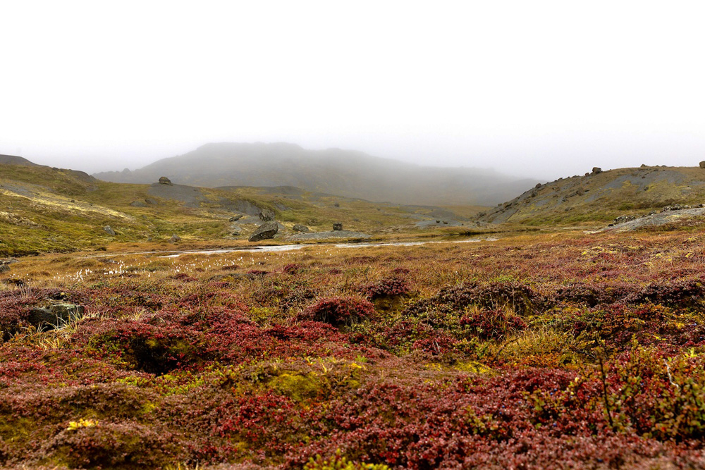 Rötlich blühende Heidegewächse vor nebeliger Landschaft
