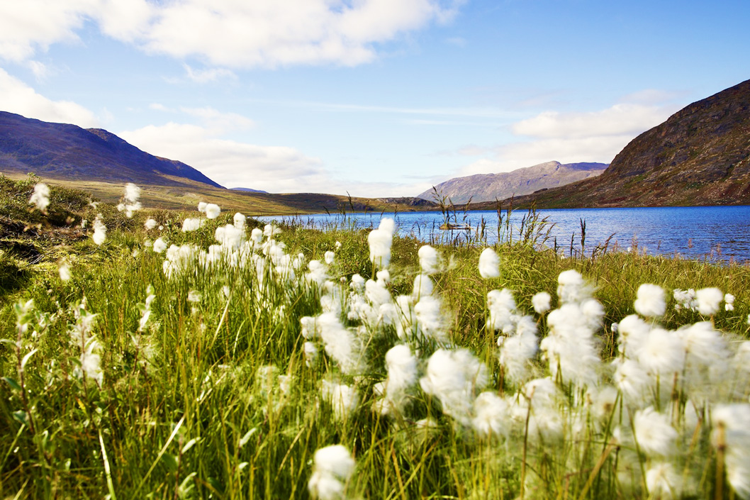 Weiße, plüschige Grasblüten vor einer offenen Gebirgslandschaft