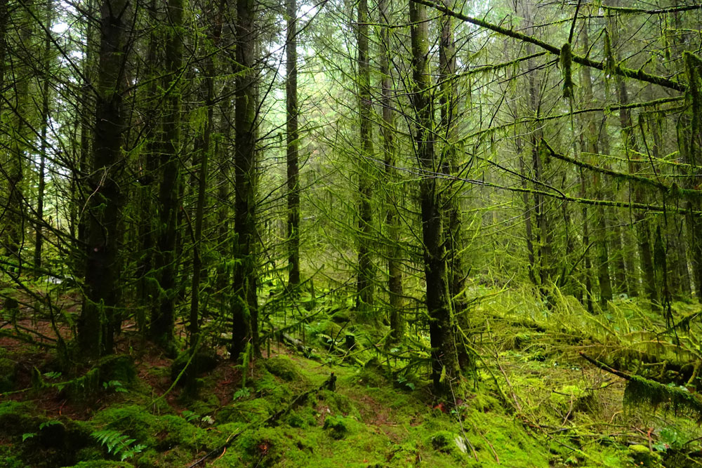 Dichter Nadelwald aus moosbewachsenen Stämmen und Ästen
