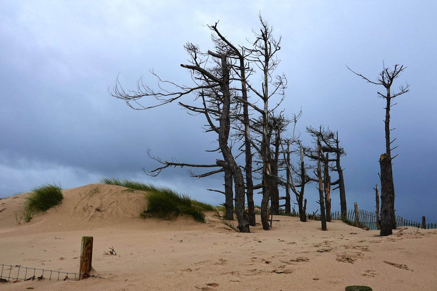 Eine Gruppe knorriger, abgestorbener Bäume in einer Sanddüne
