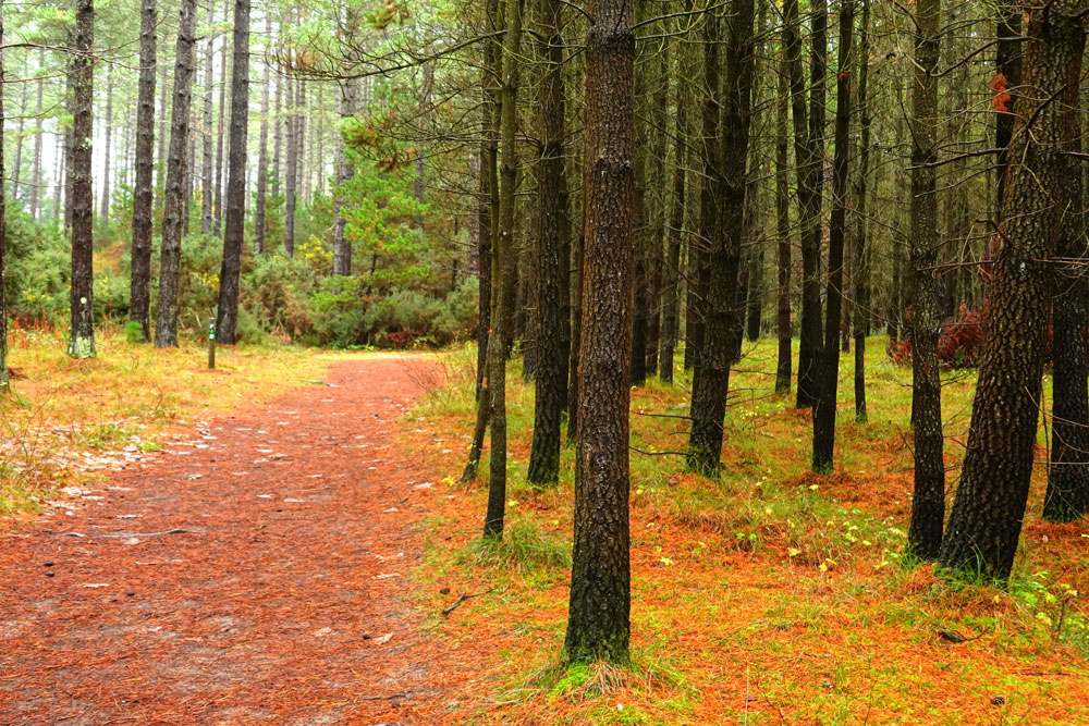 Weicher Waldweg zwischen regennassen Baumstämmen hindurch