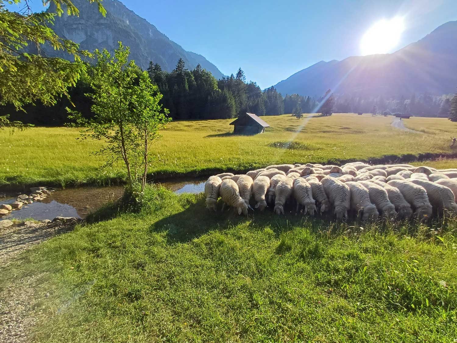 Schafherde am Bachufer mit Bergpanorama