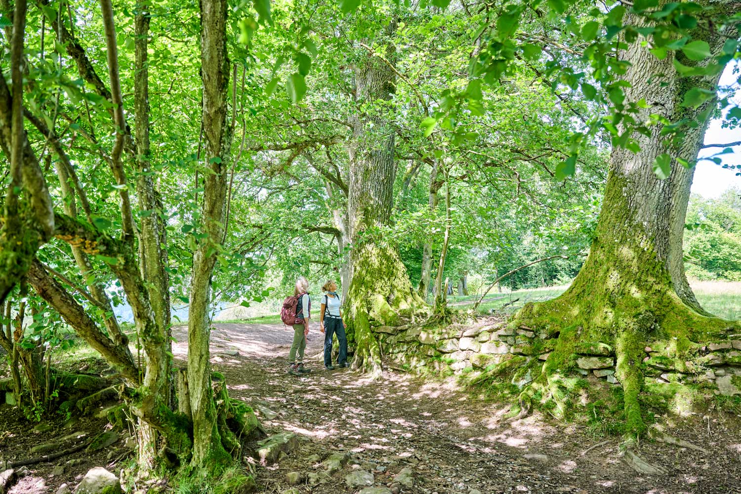 Zwei Wanderinnen auf einem Waldweg