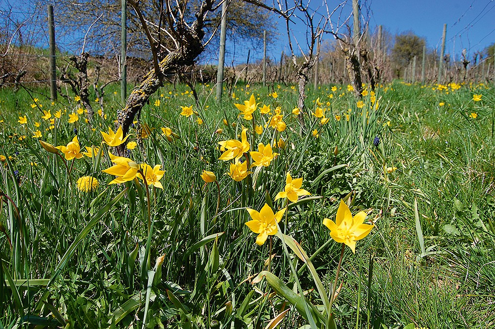 Im Weinberg von Niederstetten im  Vorbachtal blühen im April zahlreiche Wild-Tulpen