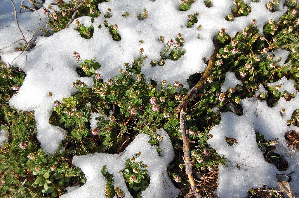 Bereits am 15. Februar 2015 hat die blühende Schneeheide, nahe Vilseck, die Schneedecke durchbrochen