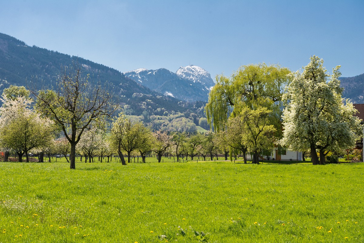 Blick auf den Wendelstein im Frühling © Chiemsee-Alpenland Tourismus