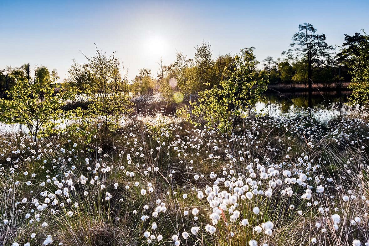 Wollgrasblüte im Pietzmoor ©Lüneburger Heide GmbH