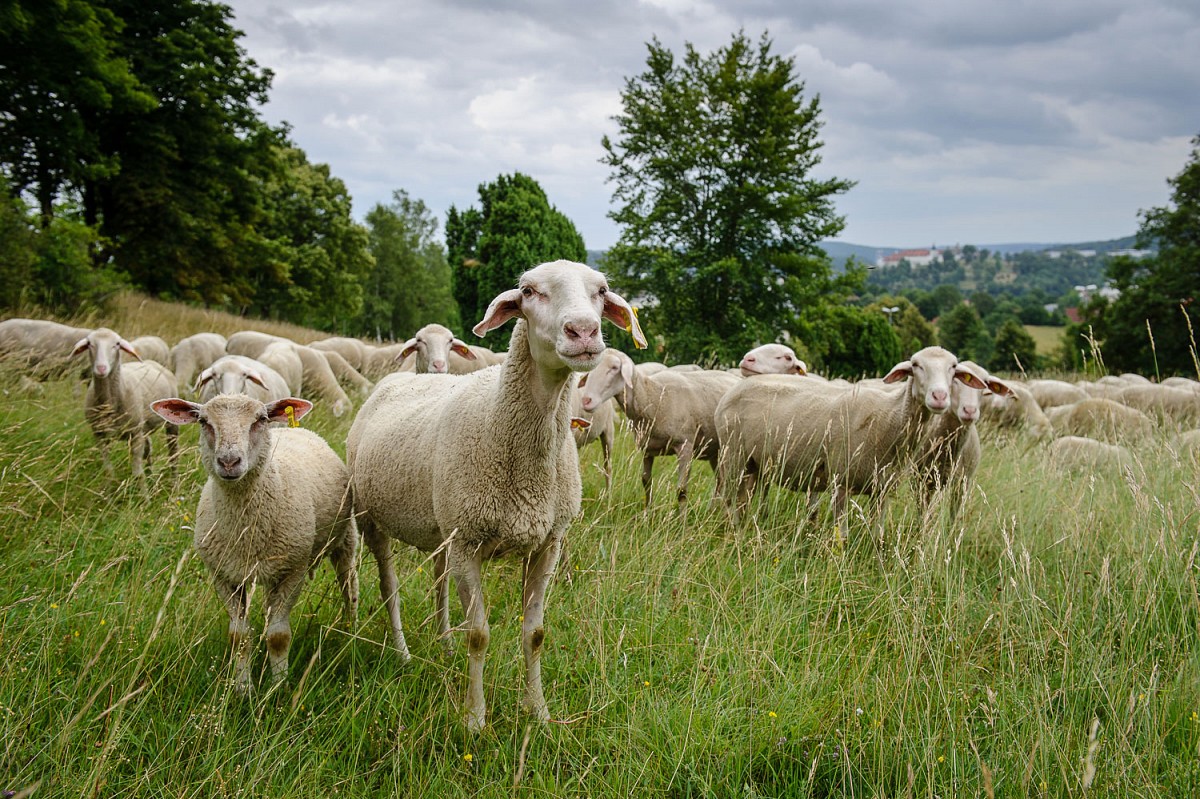 Eine Schafherde auf den Heideflächen rund um die Stadt Heidenheim. © Landratsamt Heidenheim, FotografOliver Vogel