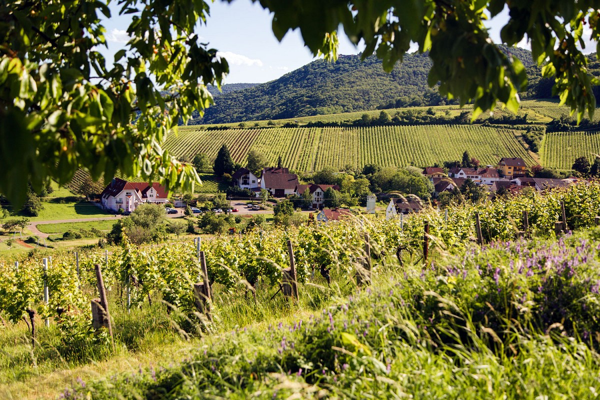 Grüne Landschaften begleiten die Wanderer © Pfalz.Touristik e.V.