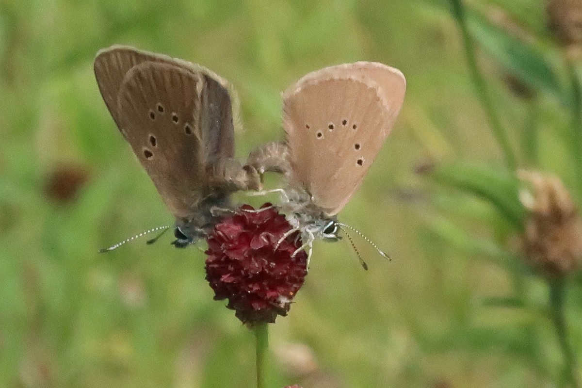 Seltene Schmetterlingsart Dunkler Wiesenknopf-Ameisenbläuling auf der GeoTour Karlsbad © Dr. Andreas Megerle, Erlebnis Südwest