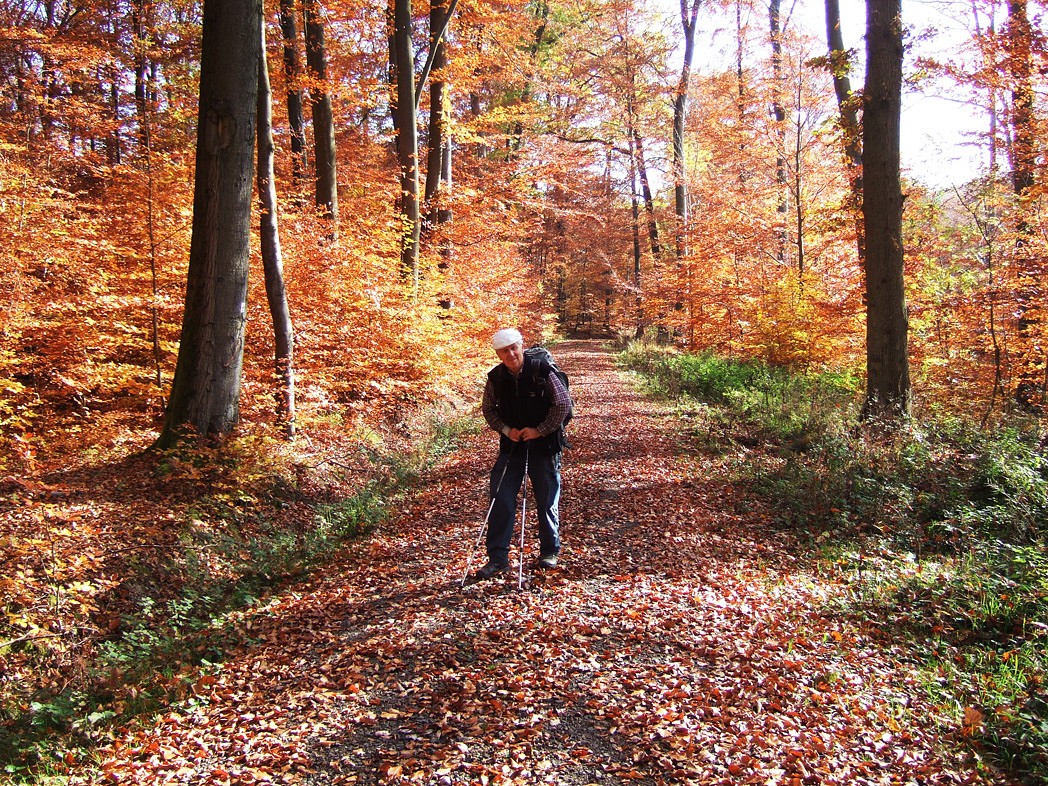Dr. Konrad Lechner im Herbstwald des Vogelsbergs