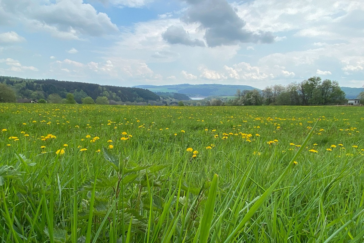 Freie Sicht: Wiesen und Felder an der Steinbachtalsperre  bei Langweiler © Svenja Walter