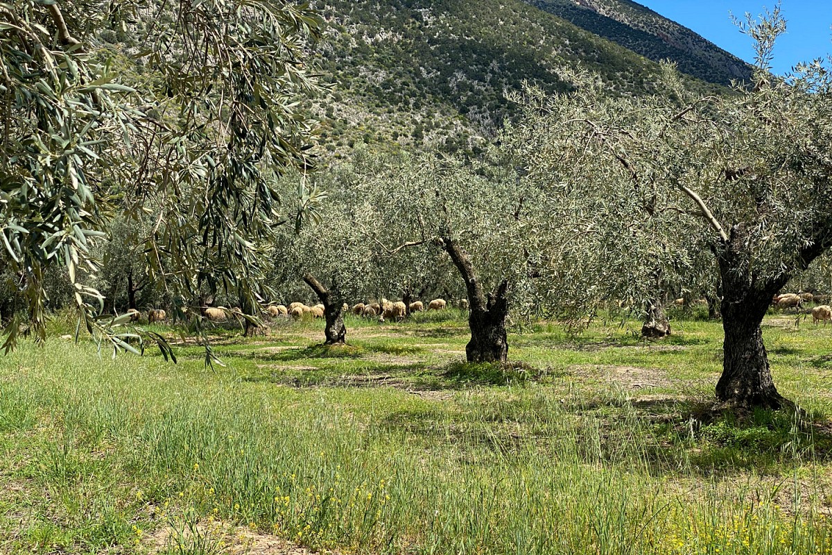 Im Olivenhain grasen Schafherden unter den silbrigen Blätter der Baumkronen.