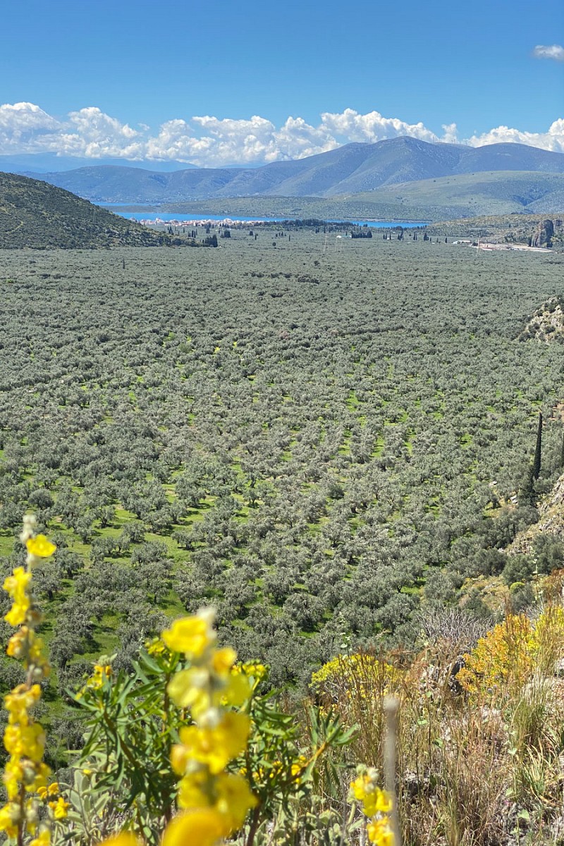 Im Tal erstreckt sich eine Fläche mit schätzungsweise 1,5 Mio. Olivenbäumen. Es ist einer der größten Olivenhaine Griechenlands.
