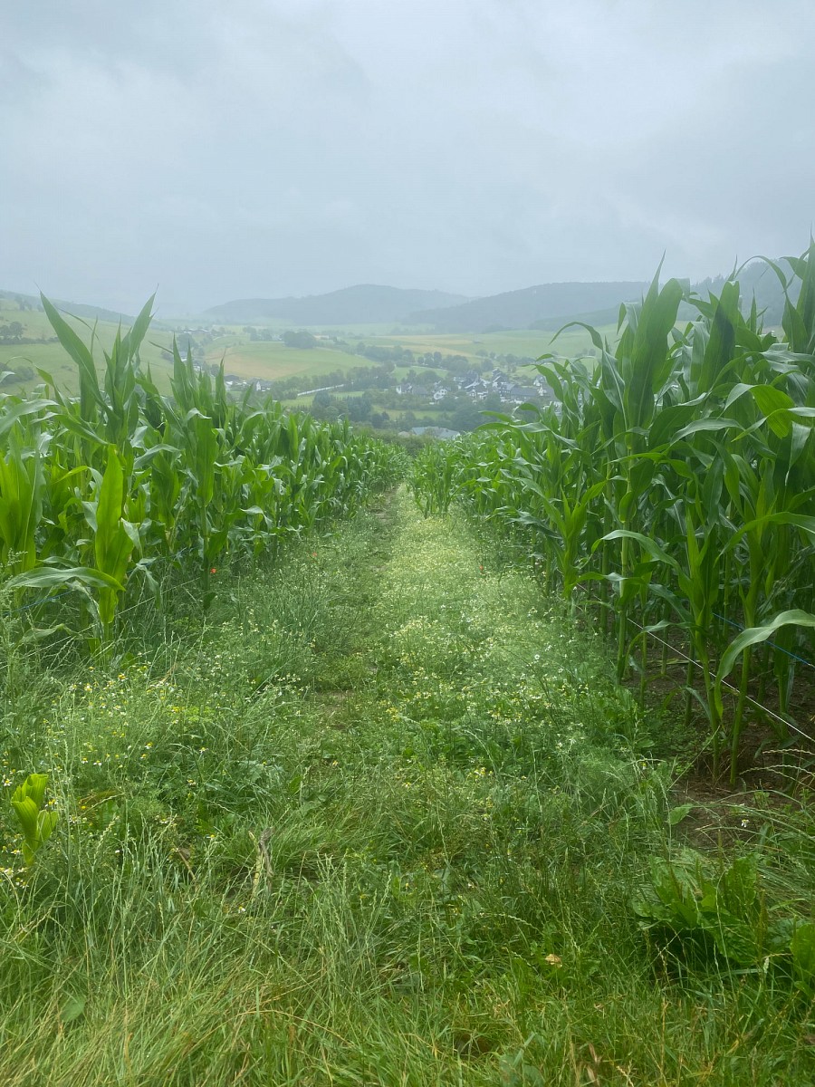 Ein Pfad durch das Maisfeld