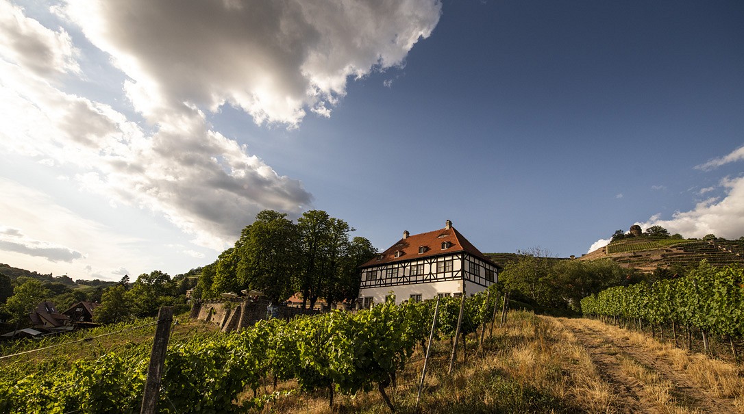 Das Weingut Hoflößnitz beherbergt das Sächsische Weinbaumuseum © Martin Förster 