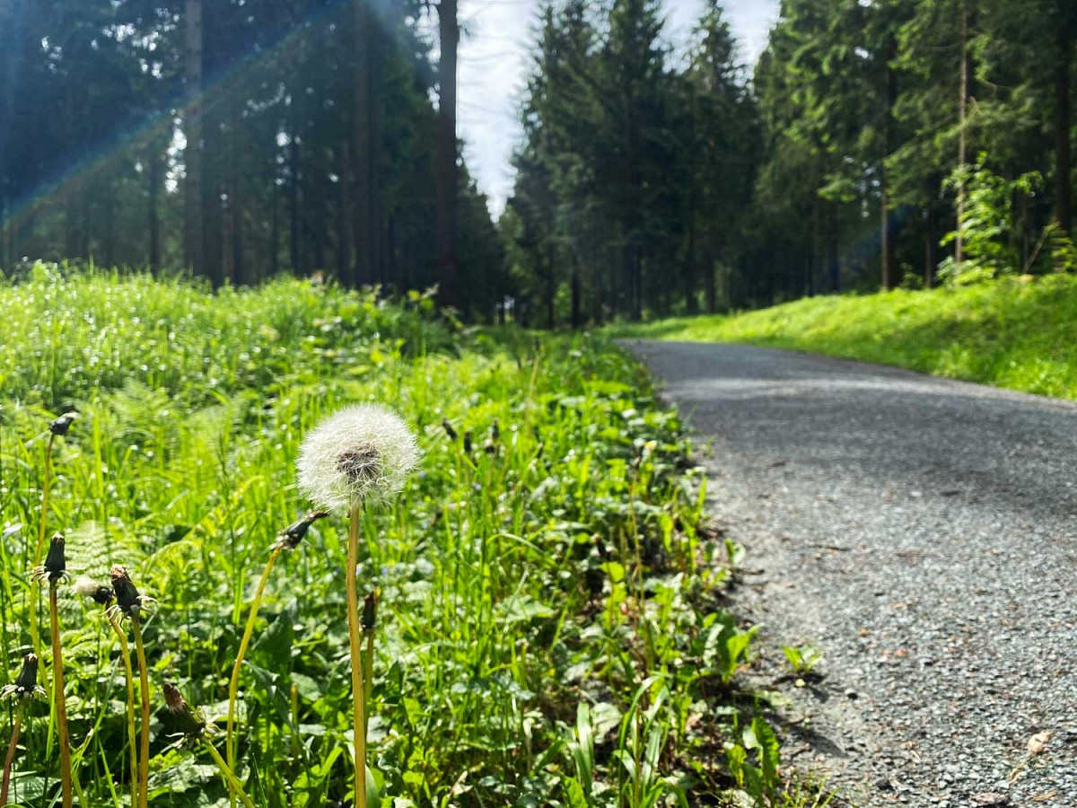 Und breitere Forstwege