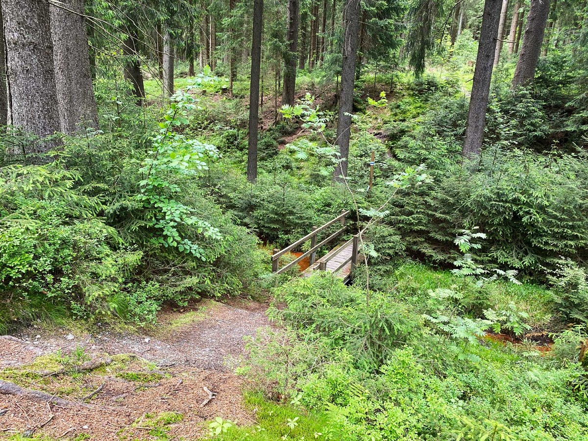 Auf schmalen Pfaden und Brücken durch den Wald