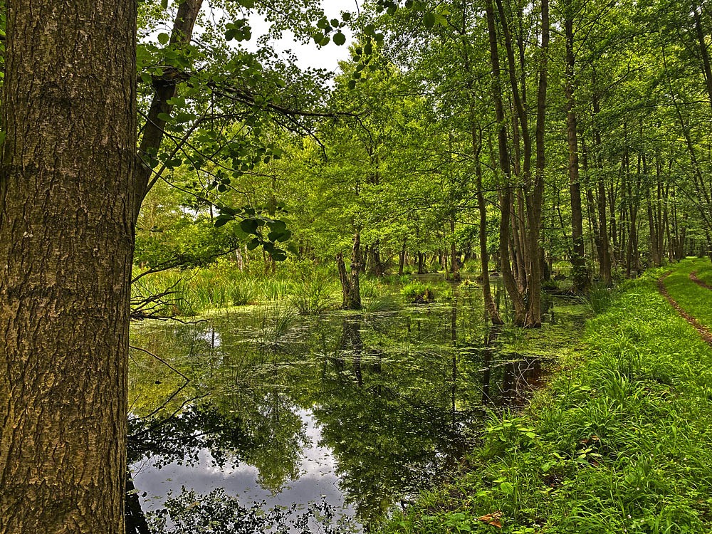 Wasserlandschaften im Müritz Nationalpark, alle Fotos © Marieke Wist 