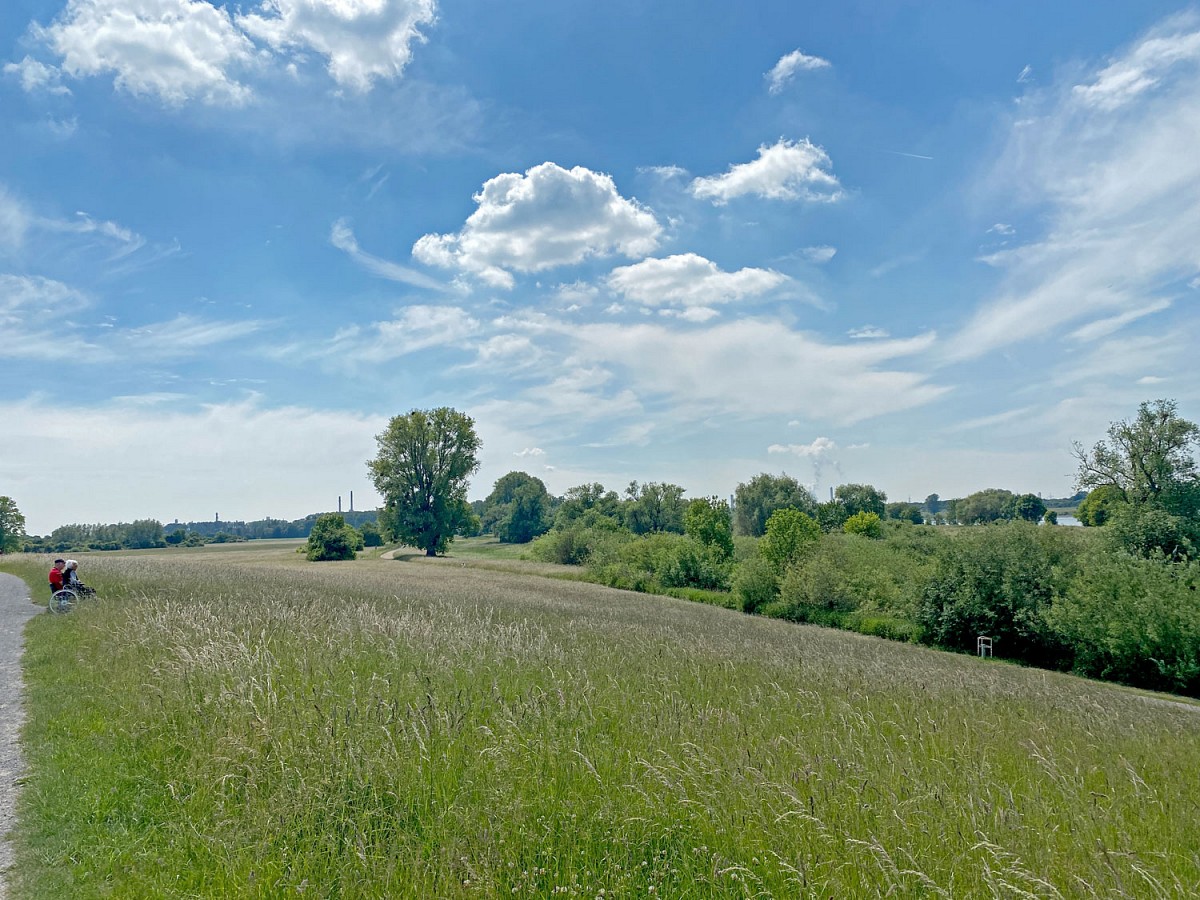 Der Landschaftspark Rheinbogen ist ebenfalls eine grüne Oase, doch hier zeigt sich wiederrum ein anderes Habitat für Pflanzen und Tiere.