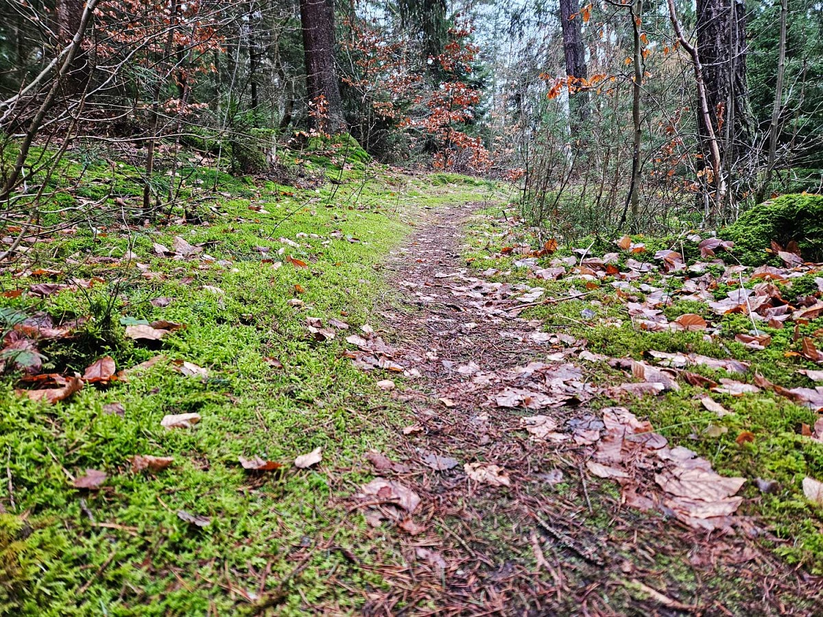 Der Weg führt über schöne Waldböden 