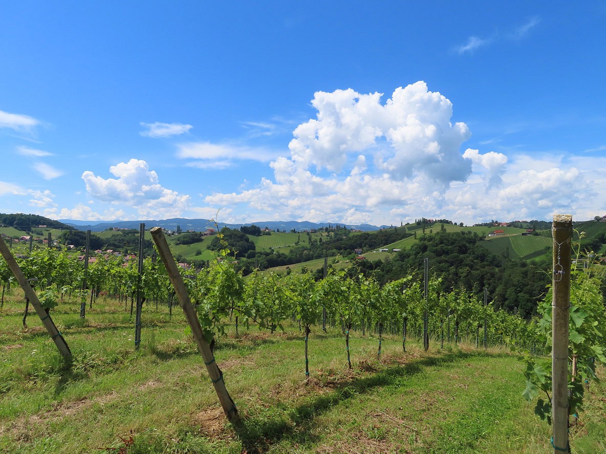 Tour 3: In den Weinbergen