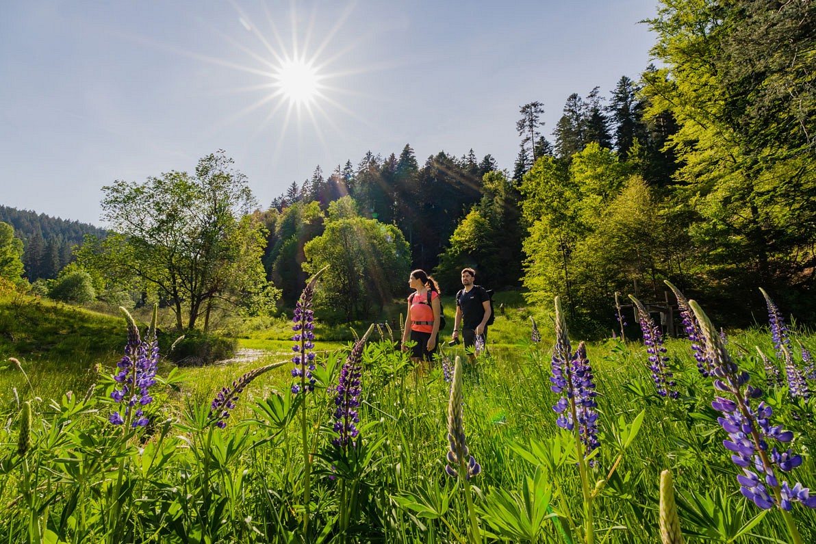 Wandernde erleben ein Wanderparadies in und um Bad Wildbad im Schwarzwald. © Alex Kijak