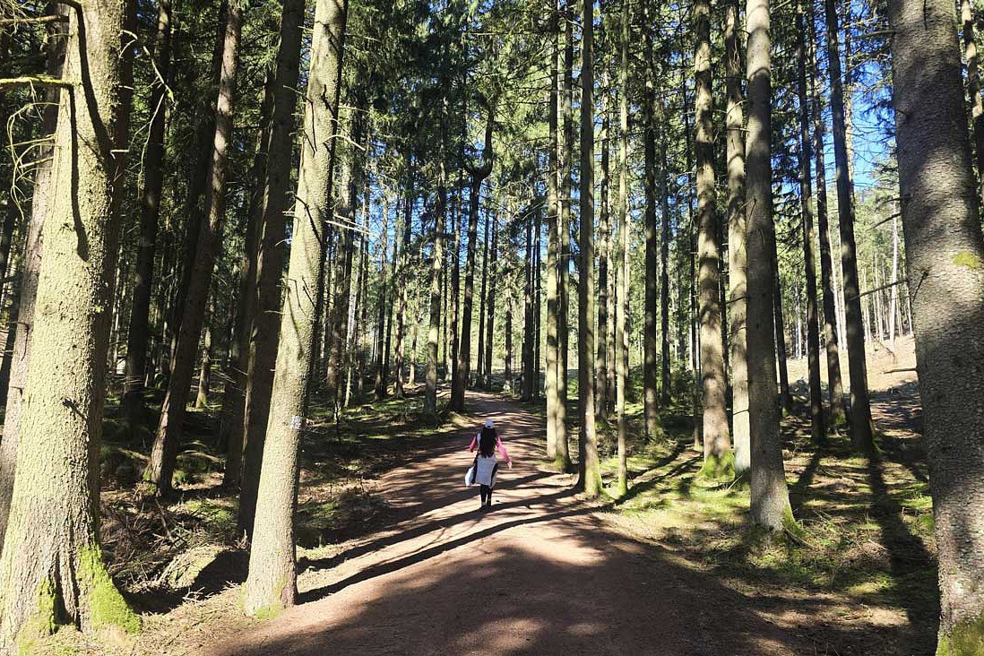 Der Forstweg führt durch den Wald © Anja Pfeffer