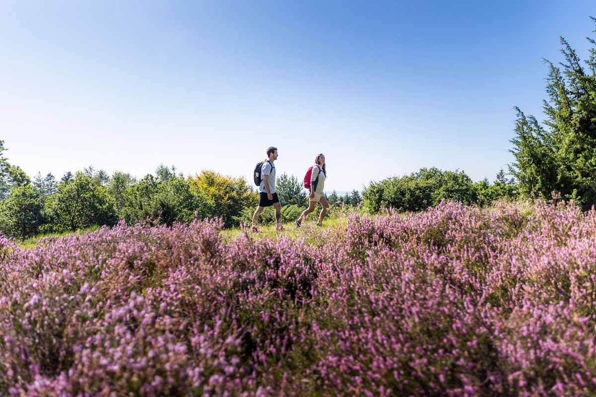 Wandern durch die Sondrup Plantage an der Nordseite des Horsens Fjordes.