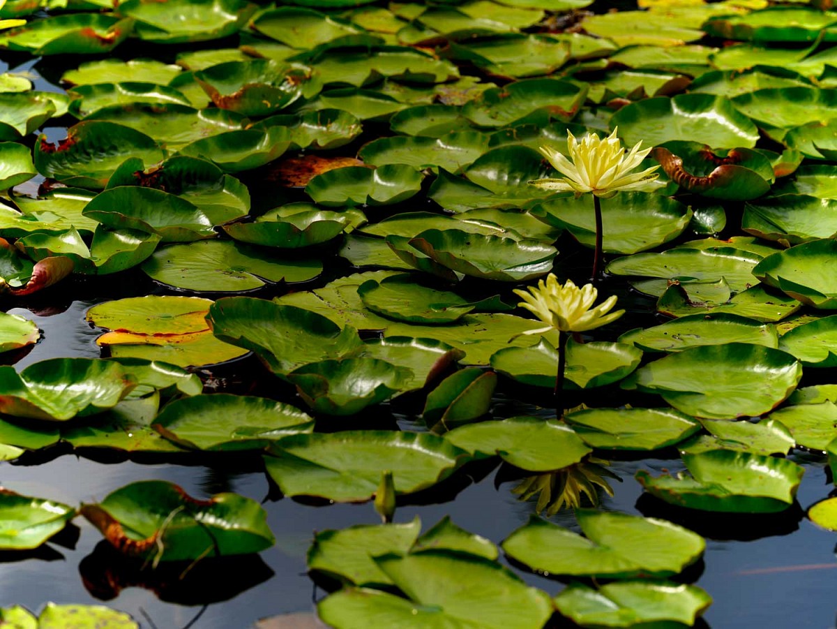 Seerosen auf Teich
